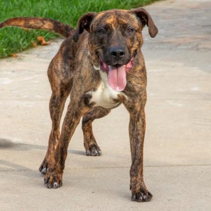 MAX, Adoptable, Adult Male Plott Hound & Mixed Breed.