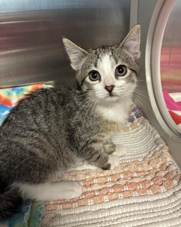 Tail Tucked (with Sister Rosetta), Adoptable, Kitten Female Domestic Short Hair.