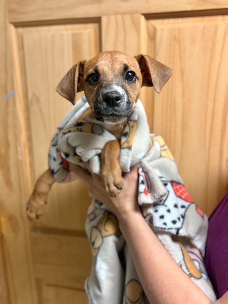 Enlarge Bed, Bath & Beyond, a Adoptable mixed breed in Chillicothe, OH image 1/1