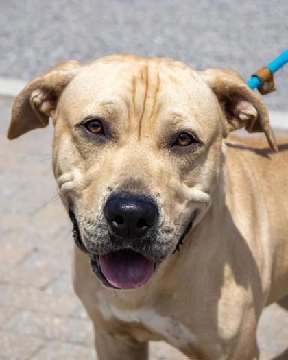 Enlarge Rockefeller (Rocko), a Adoptable mixed breed in Fallston, MD image 1/3
