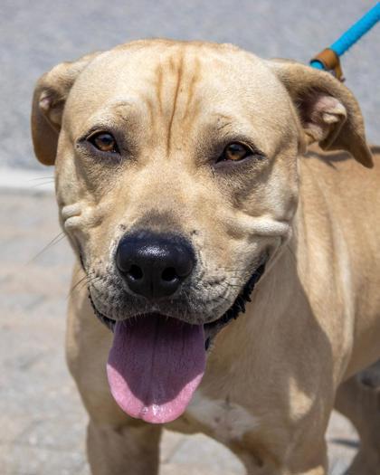 Enlarge Rockefeller (Rocko), a Adoptable mixed breed in Fallston, MD image 2/3