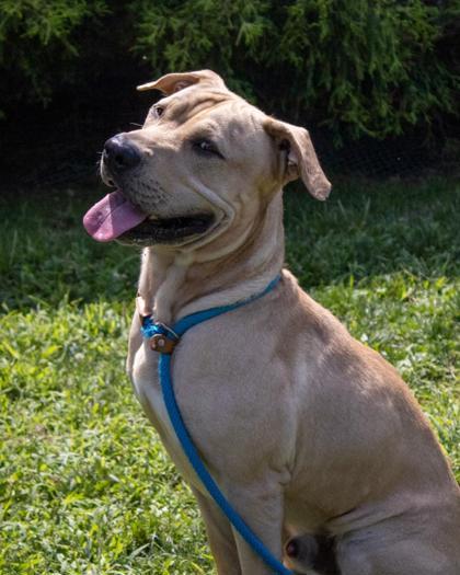 Enlarge Rockefeller (Rocko), a Adoptable mixed breed in Fallston, MD image 3/3