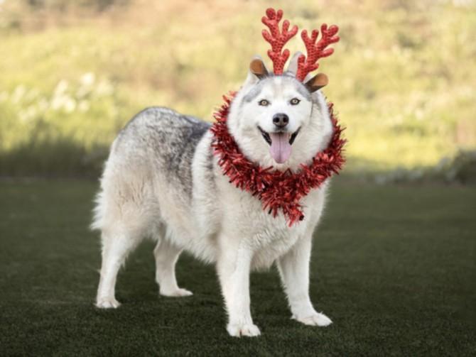 CHESTER, Adoptable, Adult Male Siberian Husky.