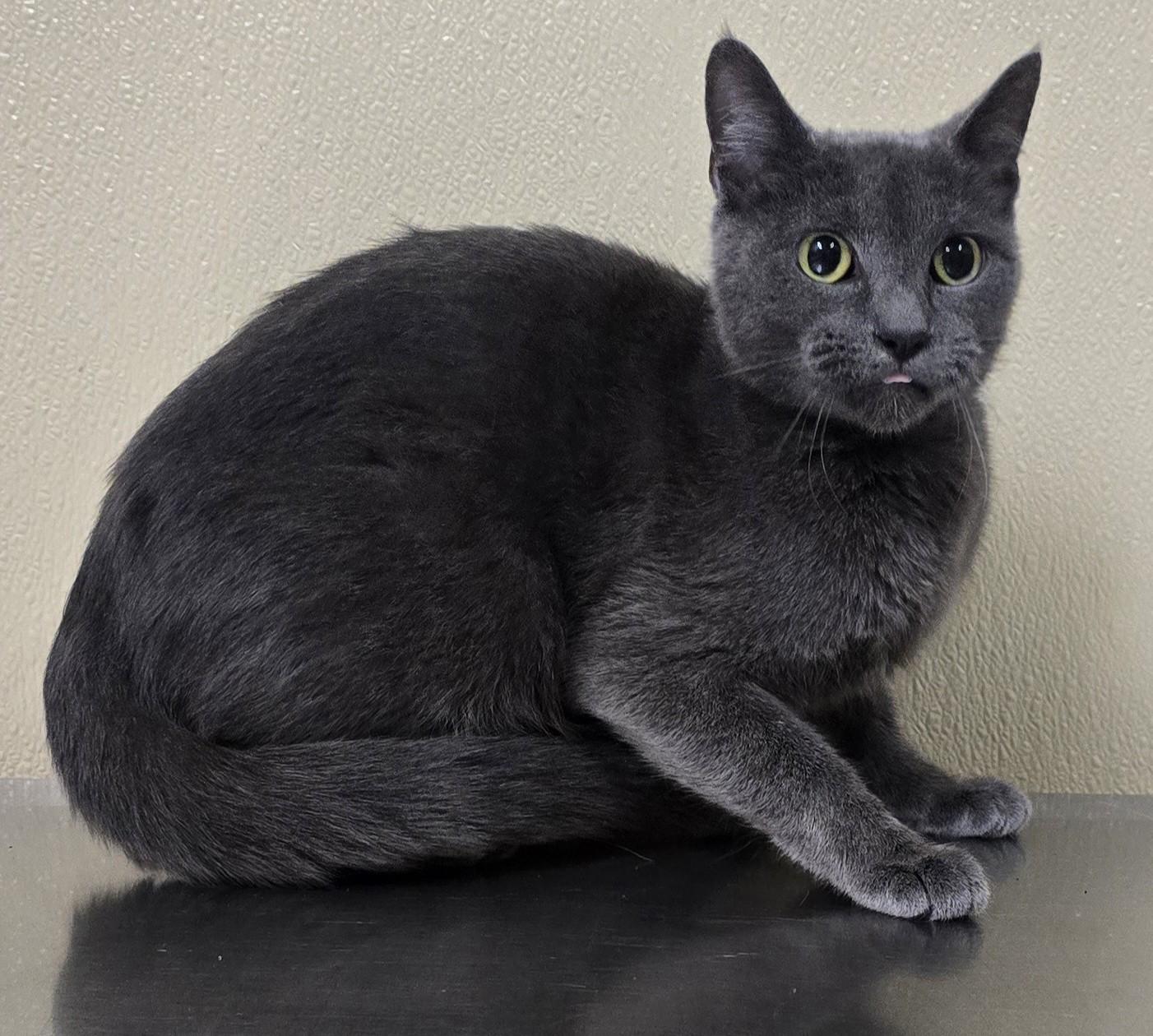 Magic, Adoptable, Adult Female Domestic Short Hair.