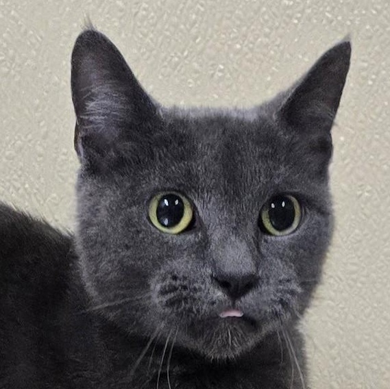 Enlarge Magic, a Adoptable mixed breed in Brainerd, MN image 2/2