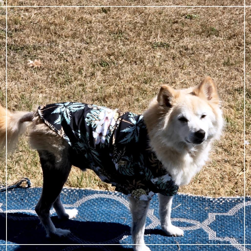 Koji NR — thumbnail 3