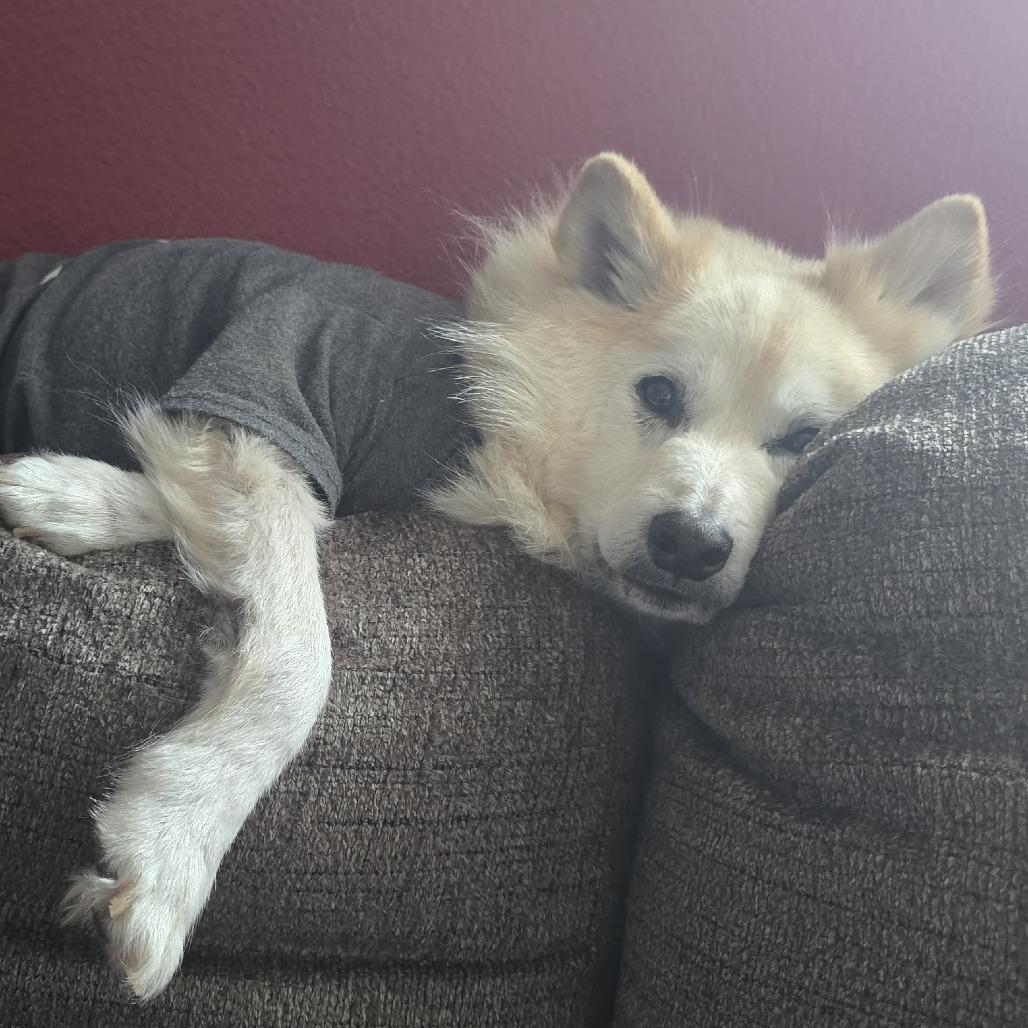 Koji NR — thumbnail 4