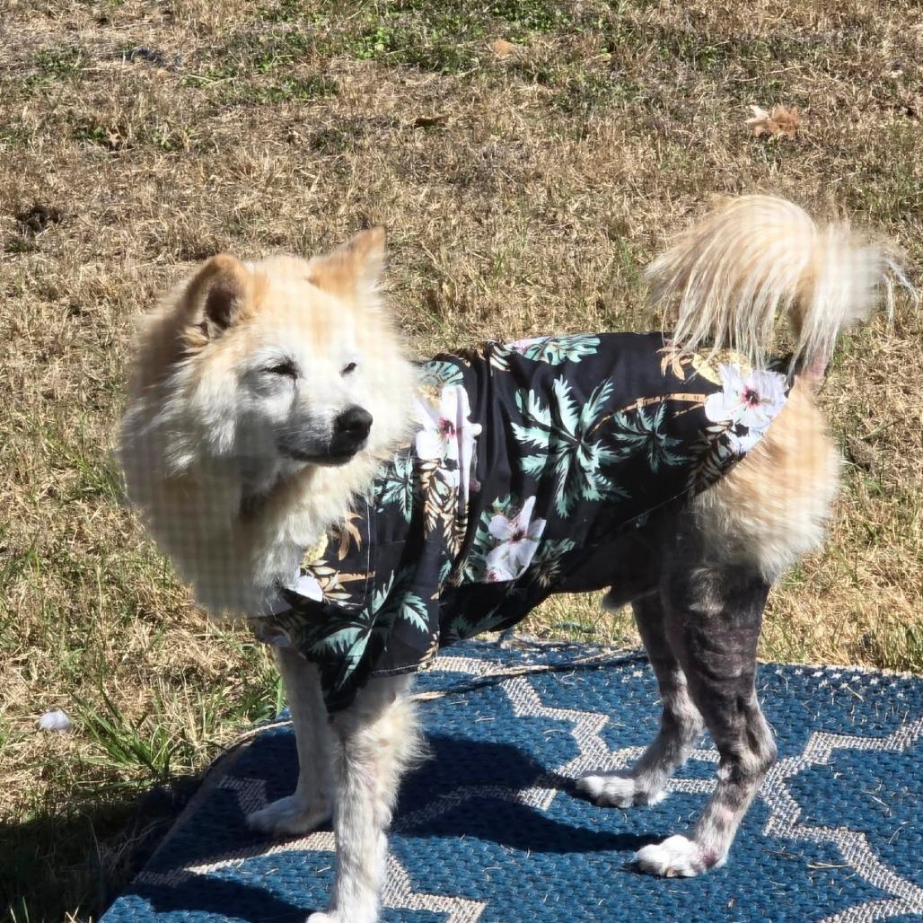 Koji NR — thumbnail 5