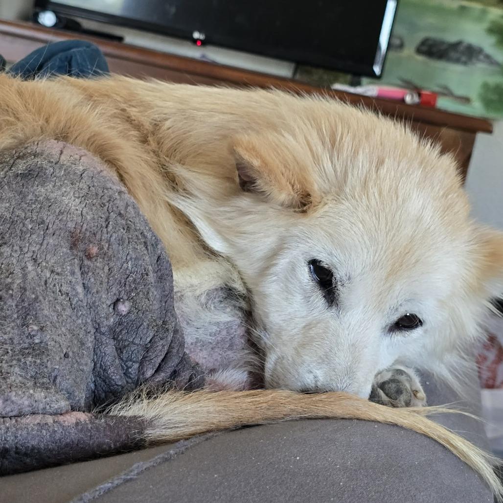 Koji NR — thumbnail 6