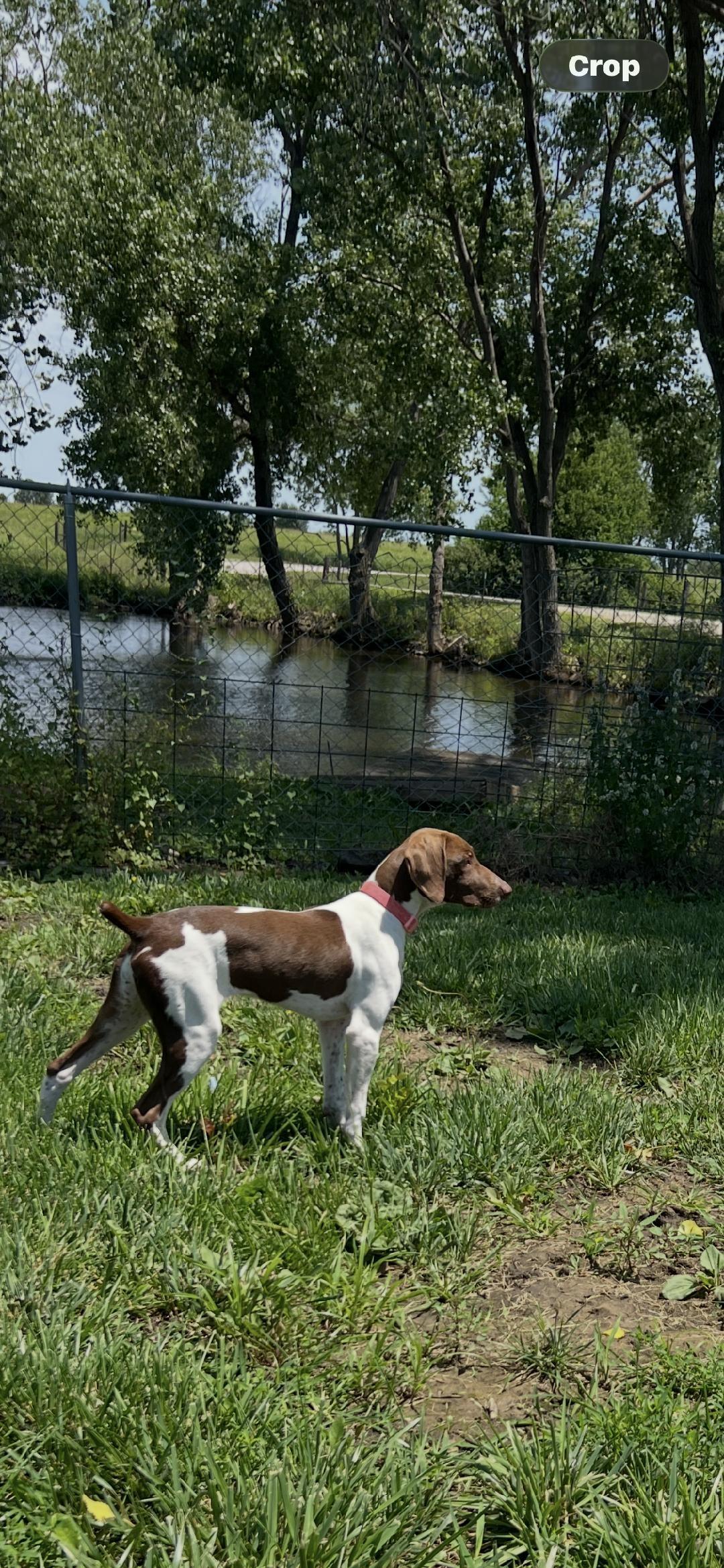Daisey Mae, a ADOPTABLE German Shorthaired Pointer in Auburn, KS image 2/2