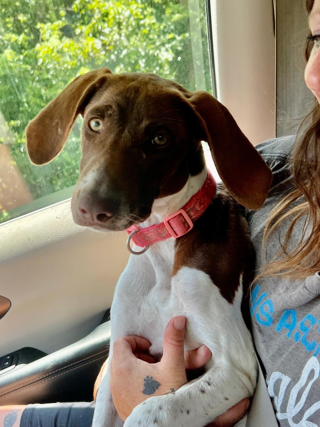 Daisey Mae, a ADOPTABLE German Shorthaired Pointer in Auburn, KS image 1/2