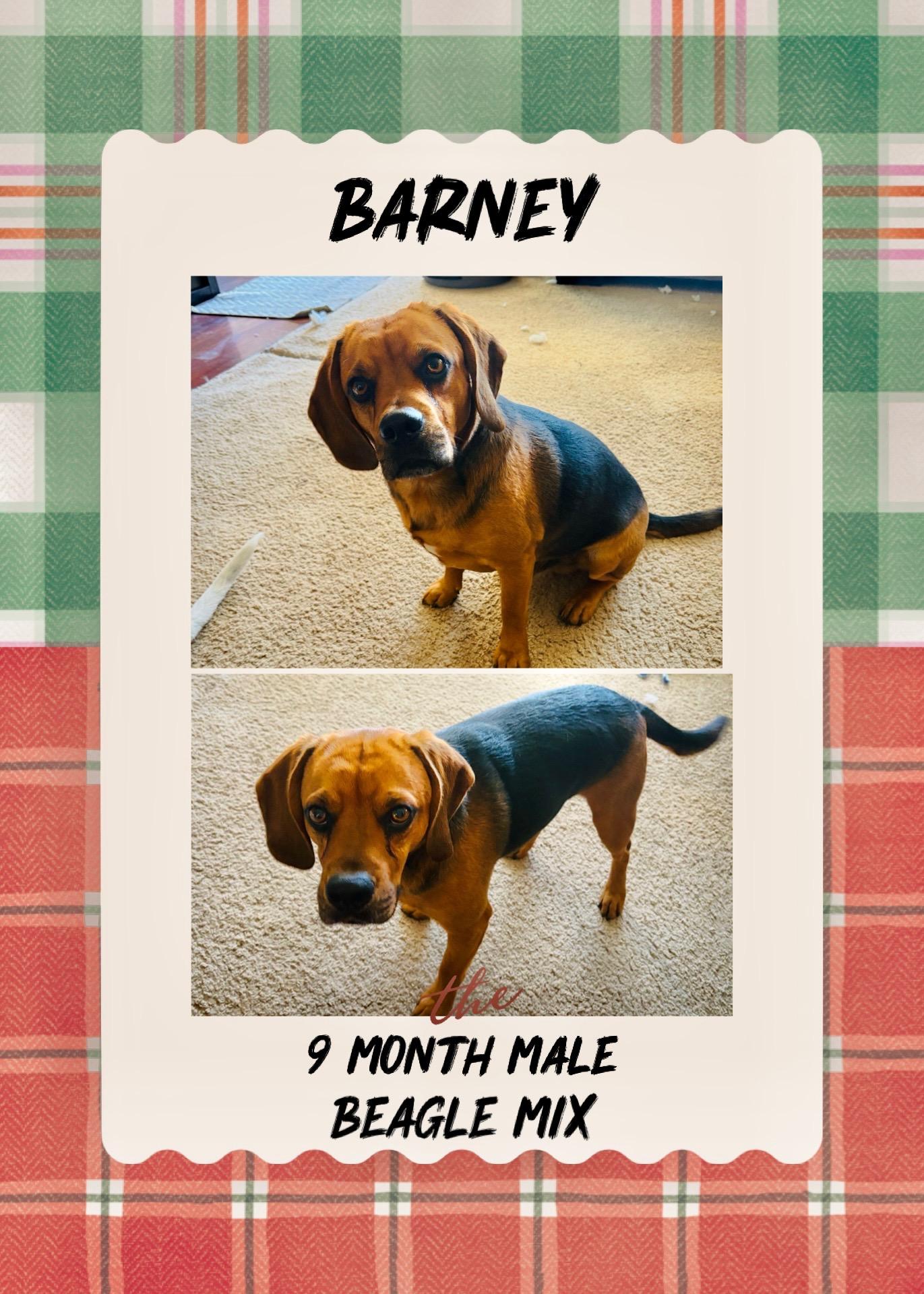 Enlarge BARNEY – 9 MONTH MALE BEAGLE@ PETCO, 5011 E. RAY ROAD, PHX 85044 ON SATURDAY, JAN. 17th, 11–2PM, a ADOPTABLE Beagle in Mesa, AZ image 1/2