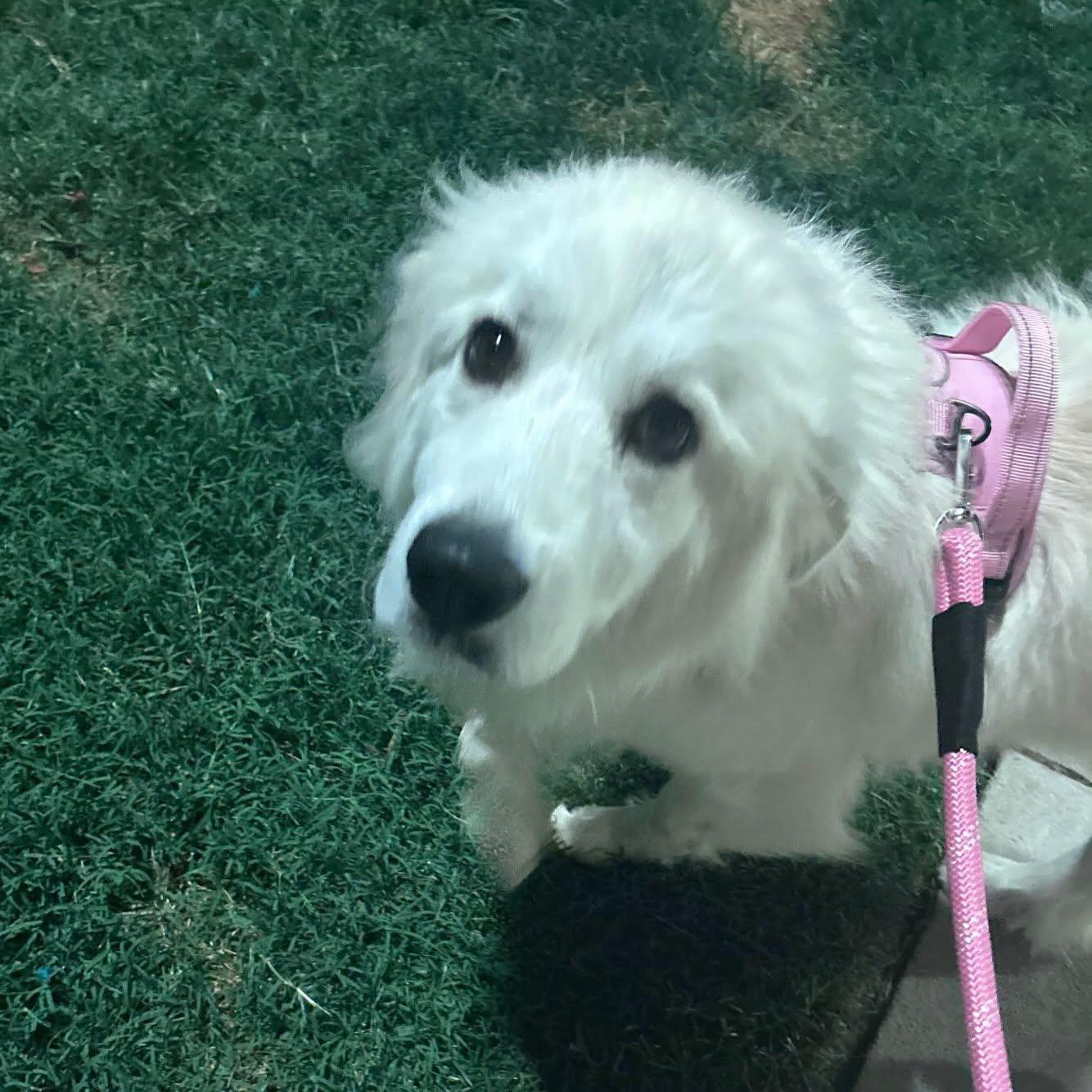 Enlarge Baby, a Adopted Great Pyrenees in Raleigh, NC image 5/6