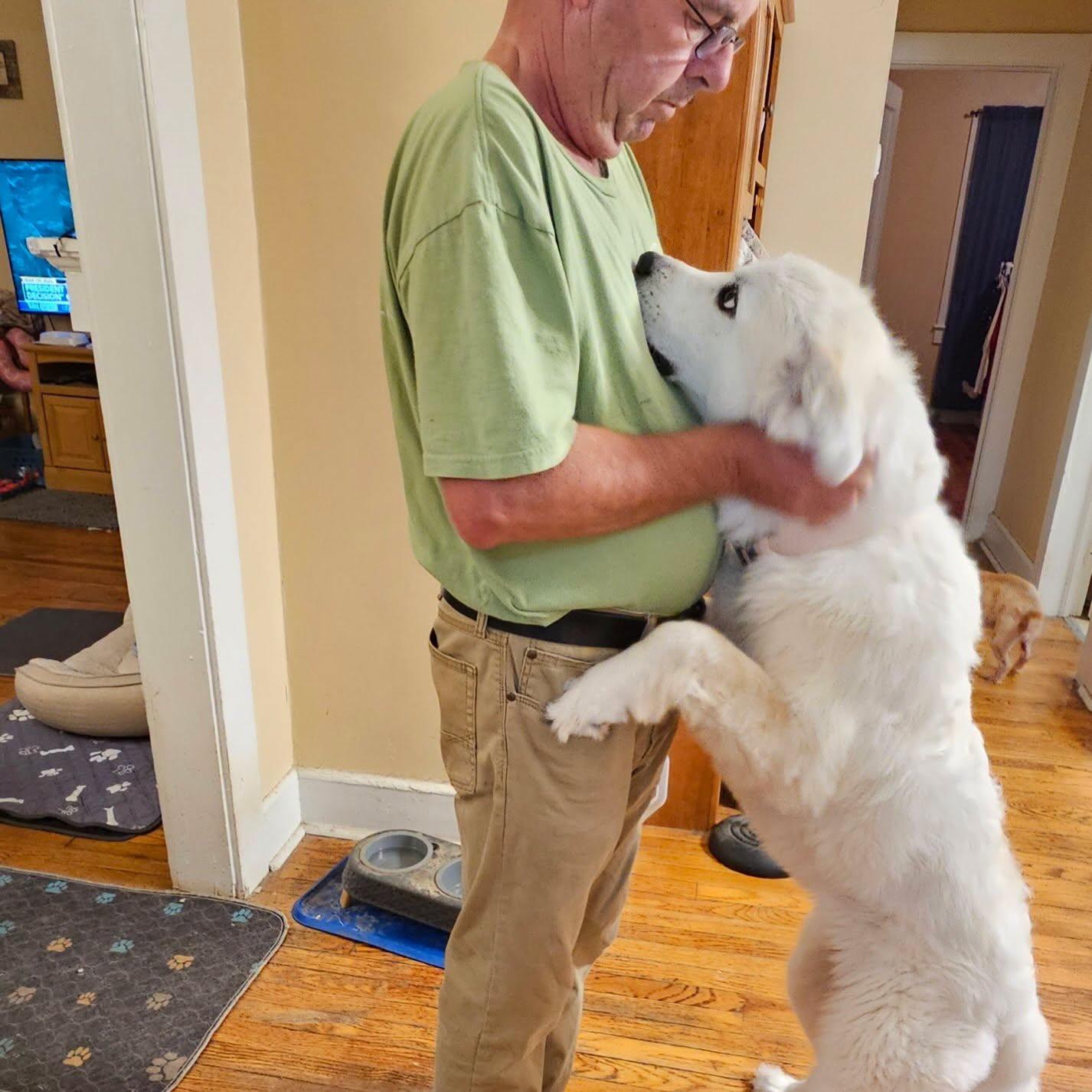 Enlarge Baby, a Adopted Great Pyrenees in Raleigh, NC image 3/6