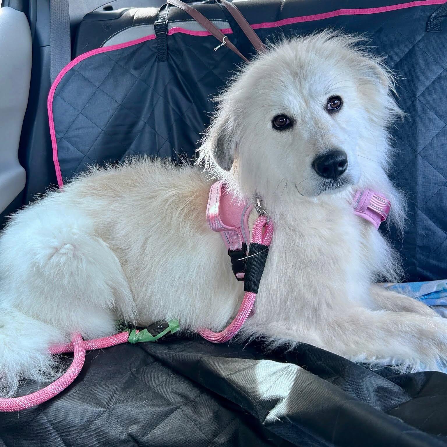 Enlarge Baby, a Adopted Great Pyrenees in Raleigh, NC image 6/6