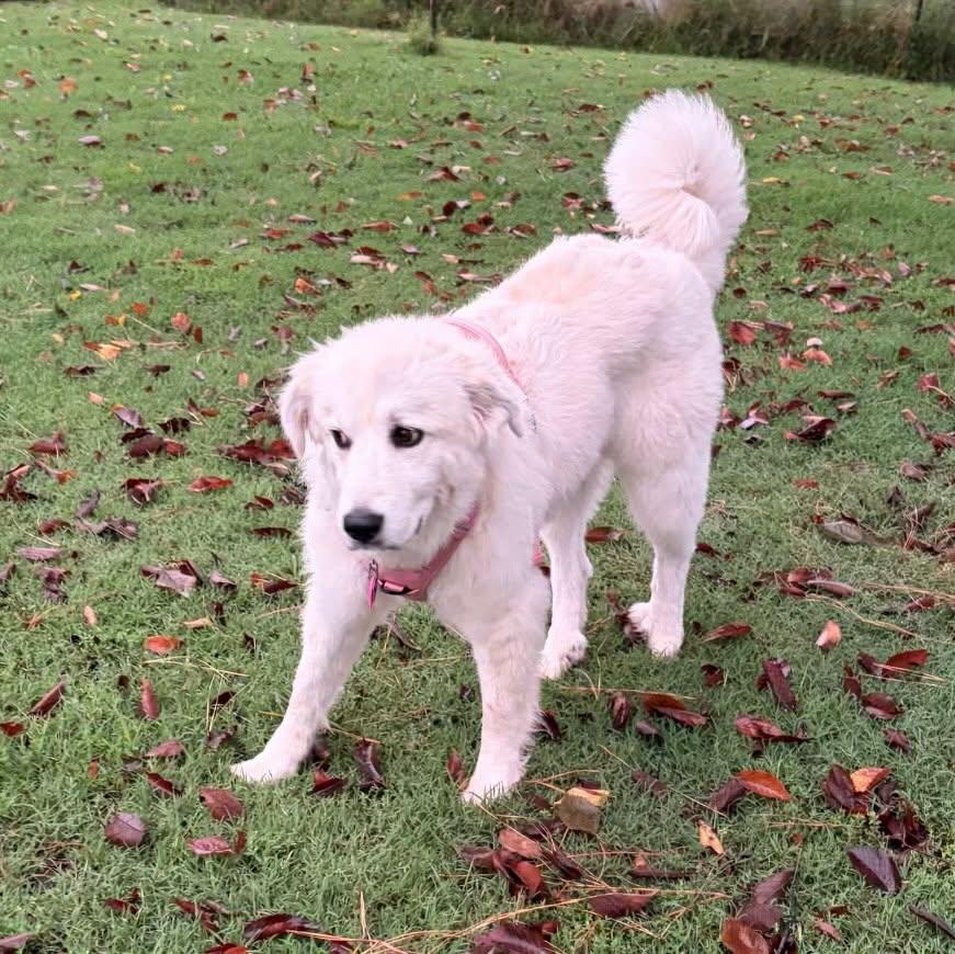 Enlarge Baby, a Adopted Great Pyrenees in Raleigh, NC image 2/6