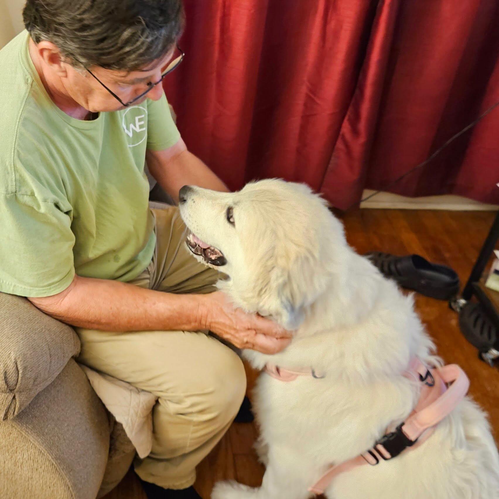 Enlarge Baby, a Adopted Great Pyrenees in Raleigh, NC image 4/6