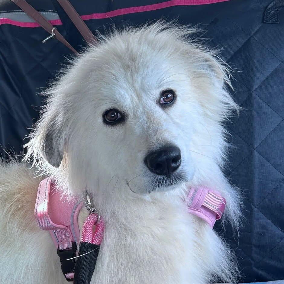 Enlarge Baby, a Adopted Great Pyrenees in Raleigh, NC image 1/6