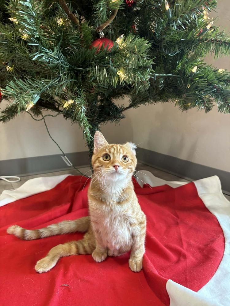 Rowan 2, Adoptable, Kitten Male Domestic Short Hair.