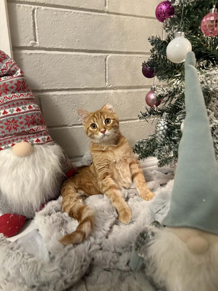 Enlarge Rowan 2, a Adoptable mixed breed in tucson, AZ image 2/5