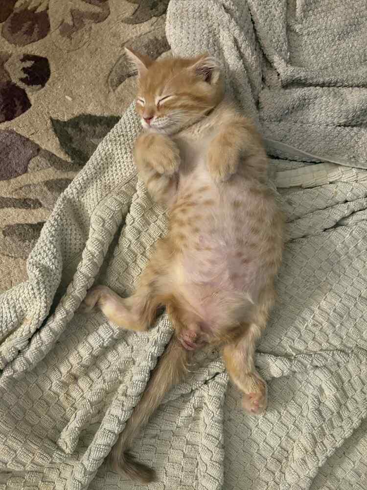 Enlarge Rowan 2, a Adoptable mixed breed in tucson, AZ image 3/5