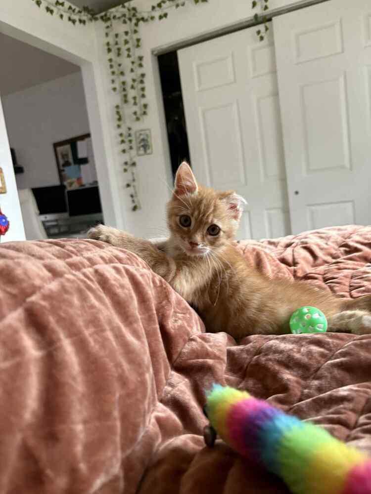 Enlarge Rowan 2, a Adoptable mixed breed in tucson, AZ image 4/5