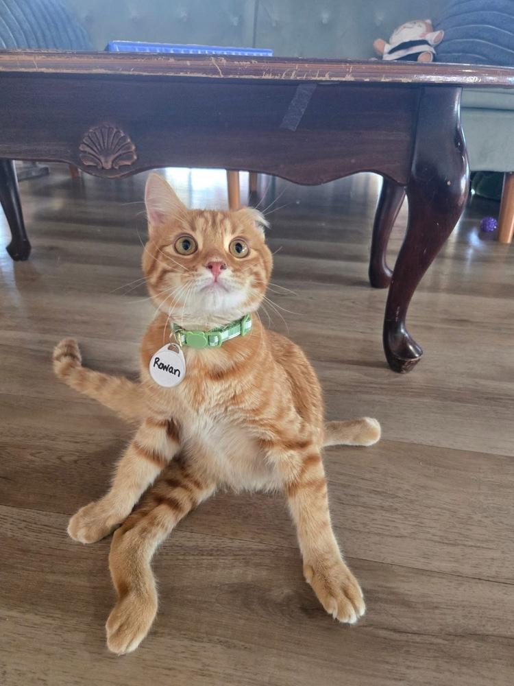 Enlarge Rowan 2, a Adoptable mixed breed in tucson, AZ image 6/6