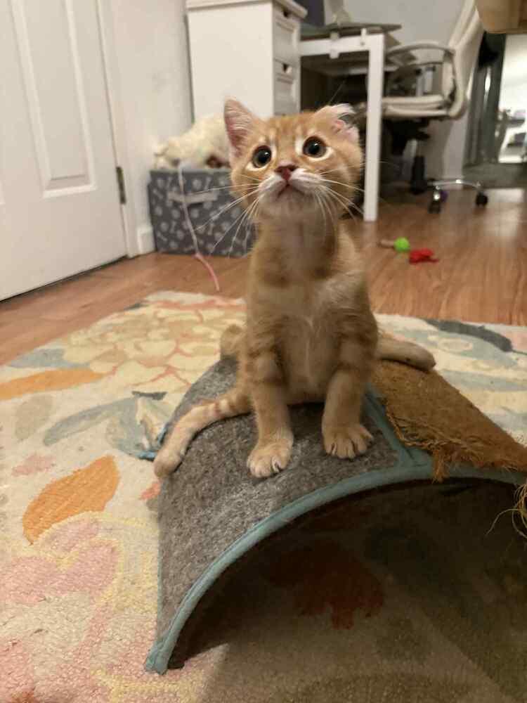 Enlarge Rowan 2, a Adoptable mixed breed in tucson, AZ image 5/5