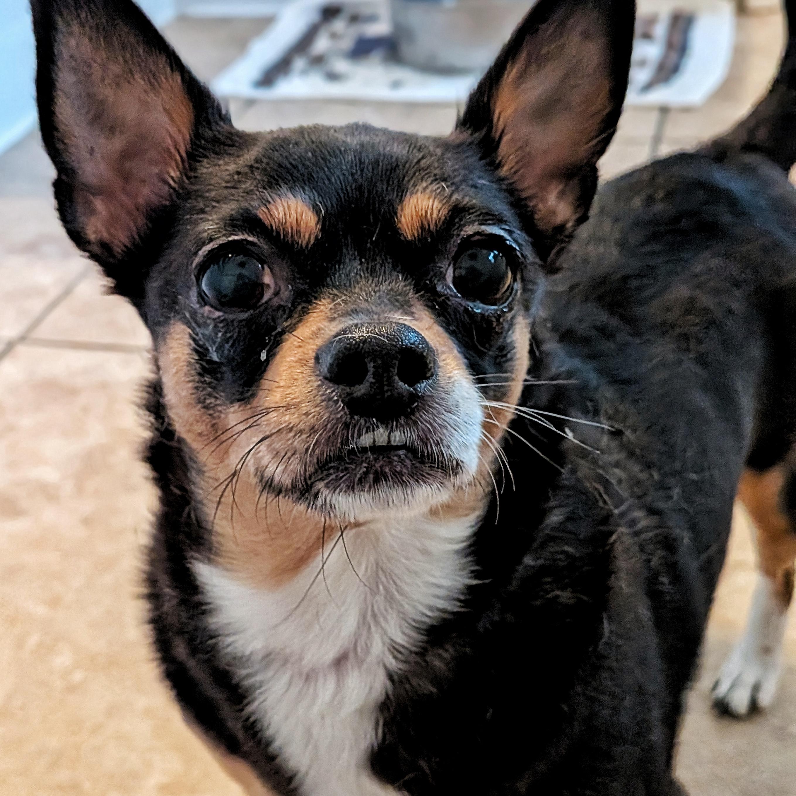 Sissy, adopted, Adult Female Chihuahua.