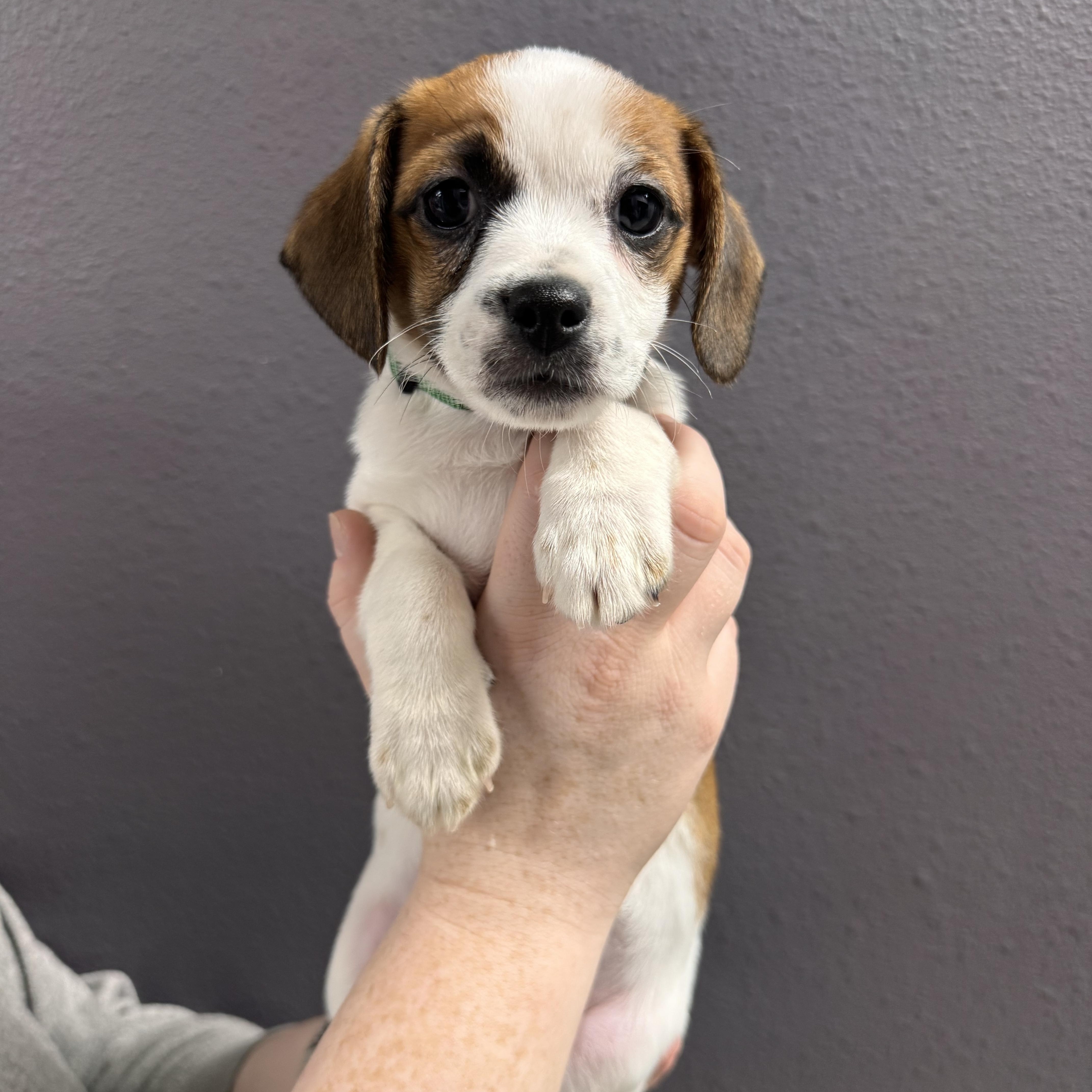 Peppermint , ADOPTABLE, Puppy Female Chihuahua.