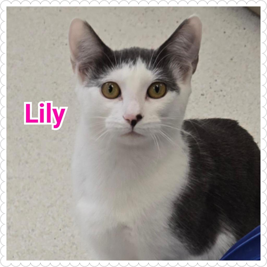 Enlarge Lily, a Adoptable mixed breed in North Saint Paul, MN image 3/5