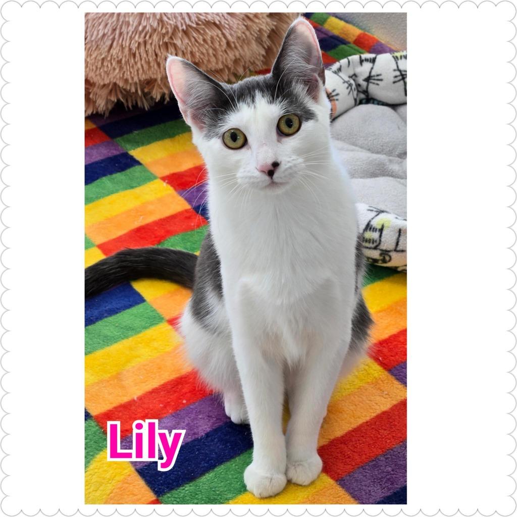 Enlarge Lily, a Adoptable mixed breed in North Saint Paul, MN image 2/6