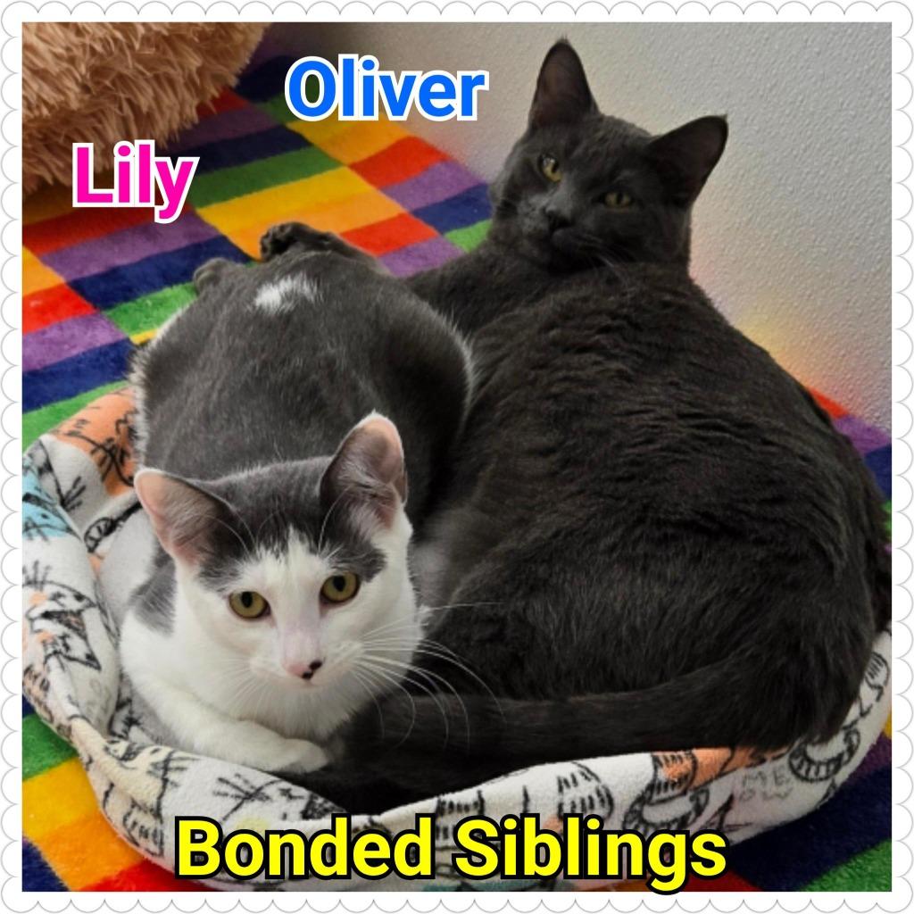 Enlarge Lily, a Adoptable mixed breed in North Saint Paul, MN image 3/6