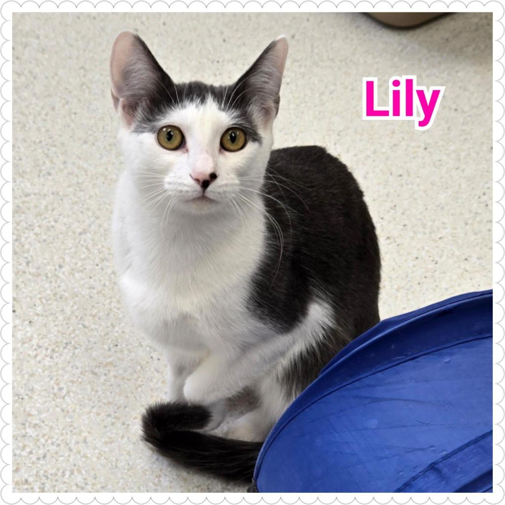 Enlarge Lily, a Adoptable mixed breed in North Saint Paul, MN image 5/5