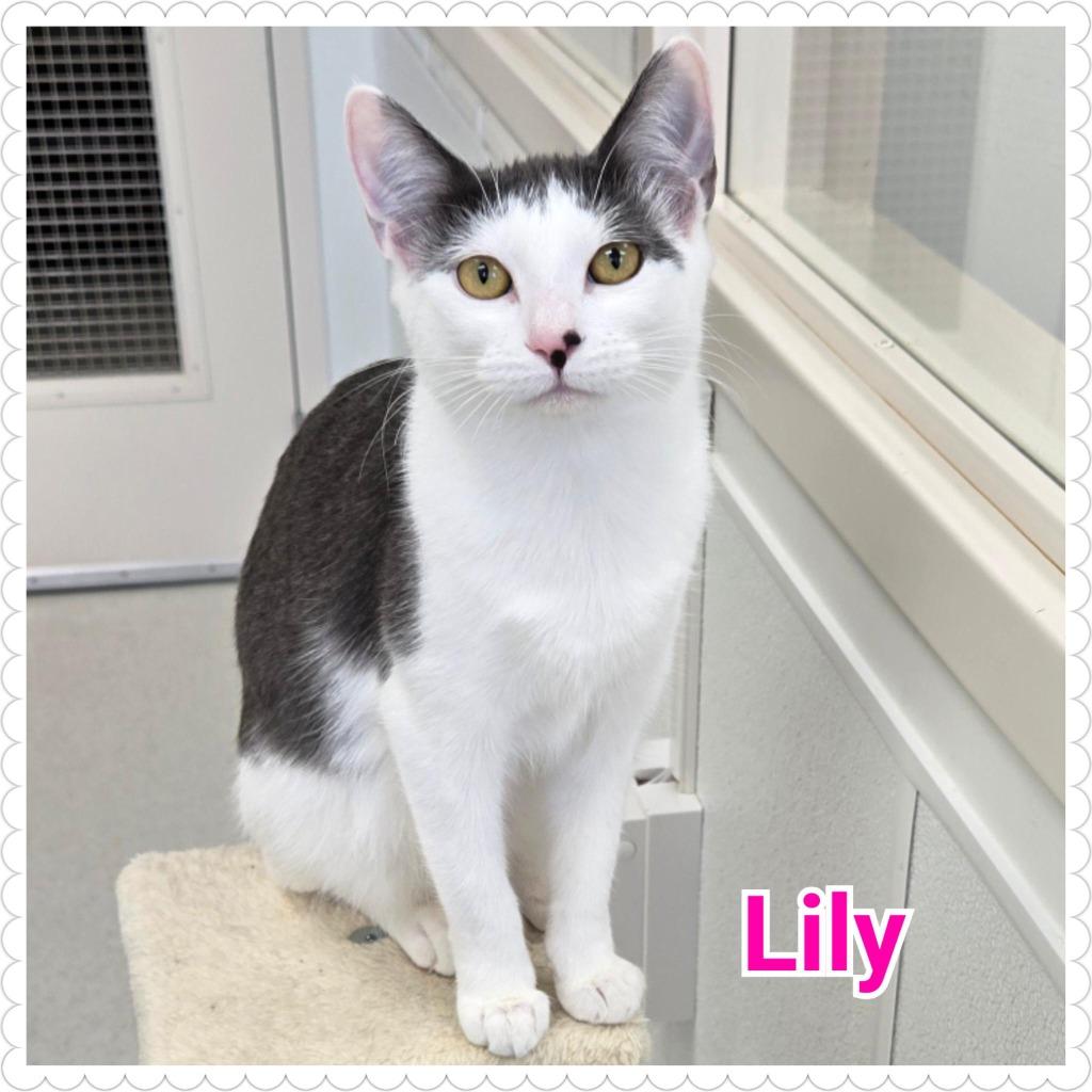 Enlarge Lily, a Adoptable mixed breed in North Saint Paul, MN image 4/6