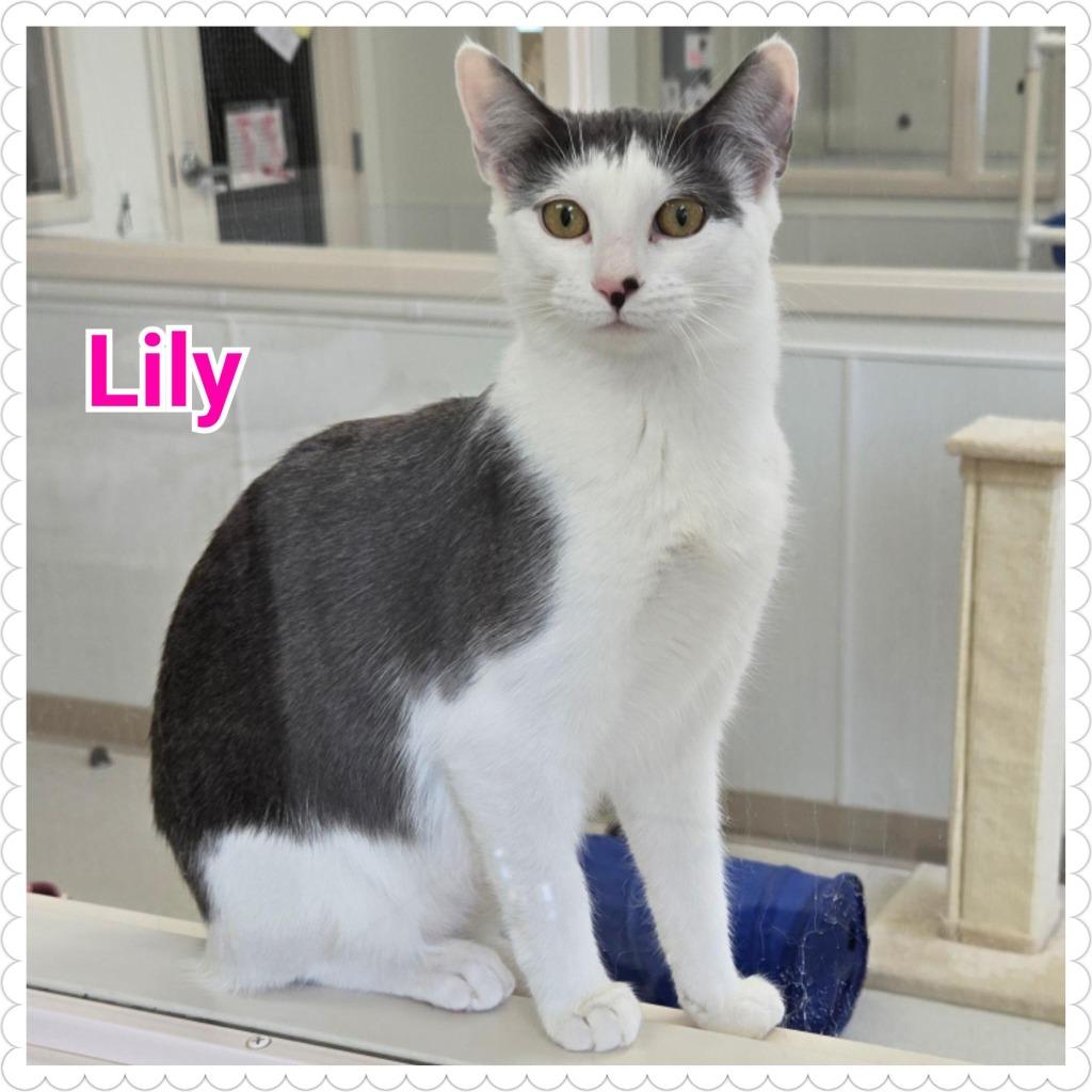 Enlarge Lily, a Adoptable mixed breed in North Saint Paul, MN image 2/5
