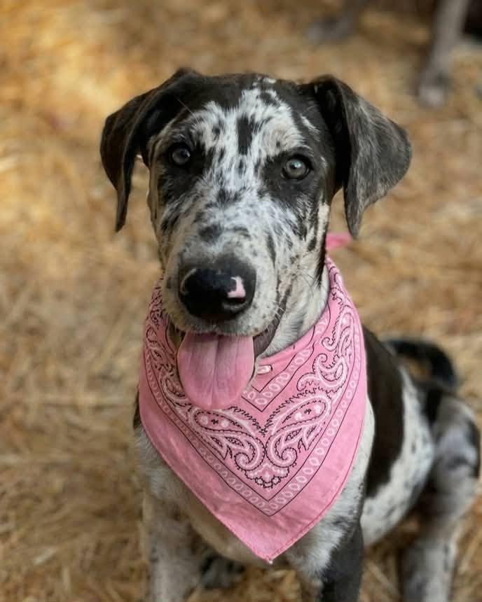 Splatter, a ADOPTABLE mixed breed in Temecula, CA image 1/3
