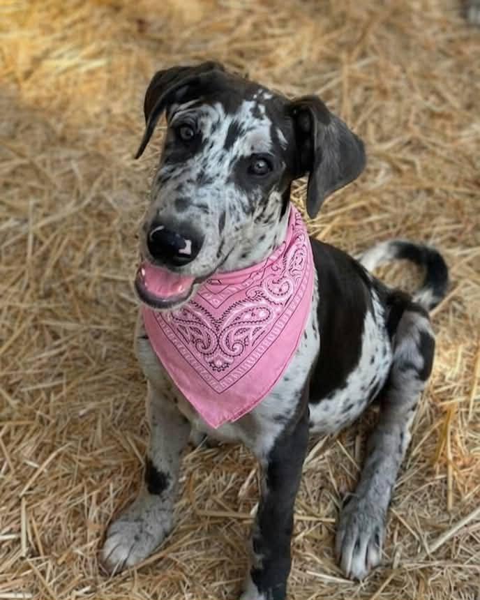 Splatter, a ADOPTABLE mixed breed in Temecula, CA image 2/3