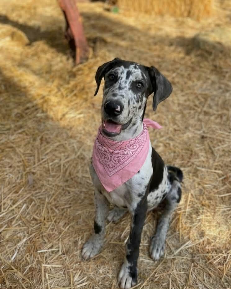 Splatter, a ADOPTABLE mixed breed in Temecula, CA image 3/3