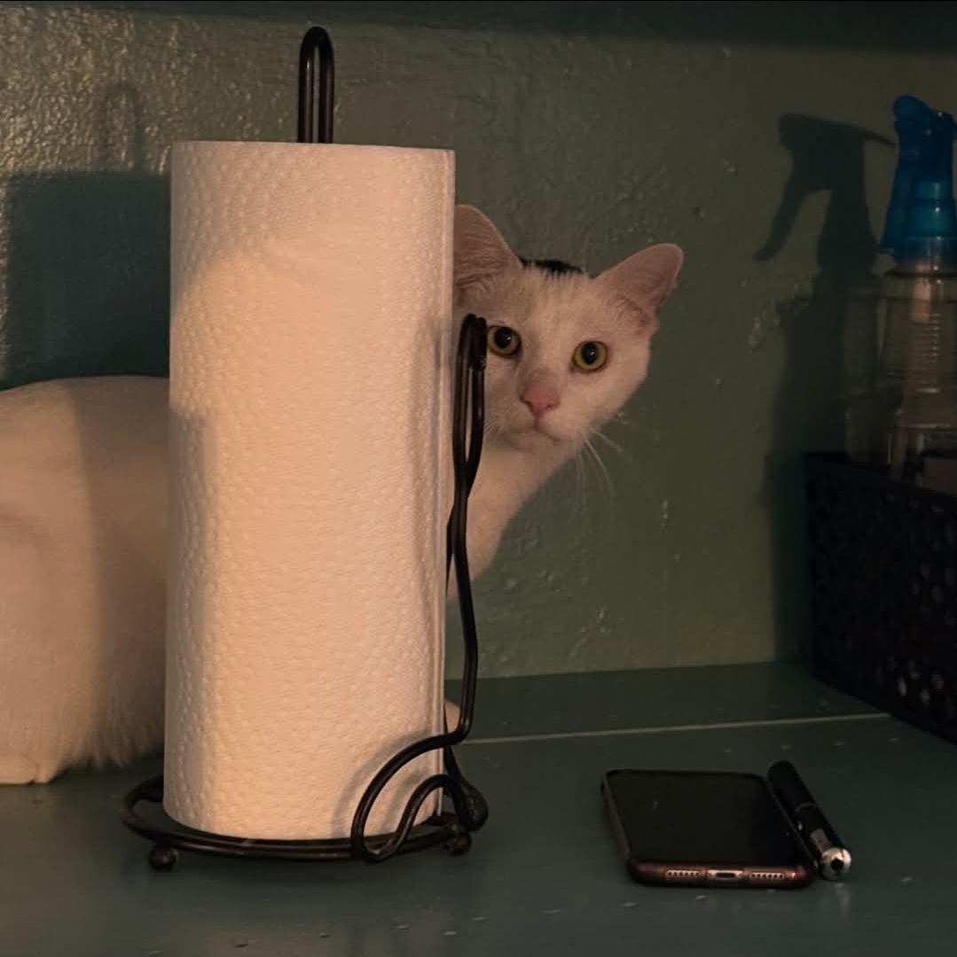 Enlarge Dick Tracy , a ADOPTABLE Domestic Short Hair in Whitewater, WI image 3/3