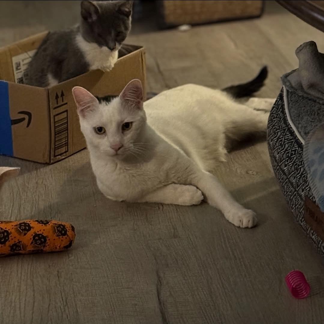 Dick Tracy , ADOPTABLE, Young Male Domestic Short Hair.