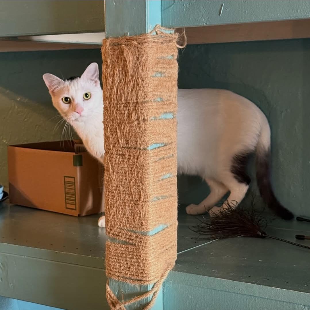 Enlarge Dick Tracy , a ADOPTABLE Domestic Short Hair in Whitewater, WI image 2/3