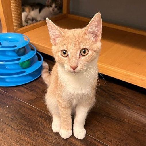 Flamma, Adoptable, Kitten Male Domestic Short Hair.