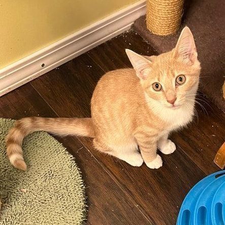 Flamma, a Adoptable Domestic Short Hair in West Mifflin, PA image 2/3