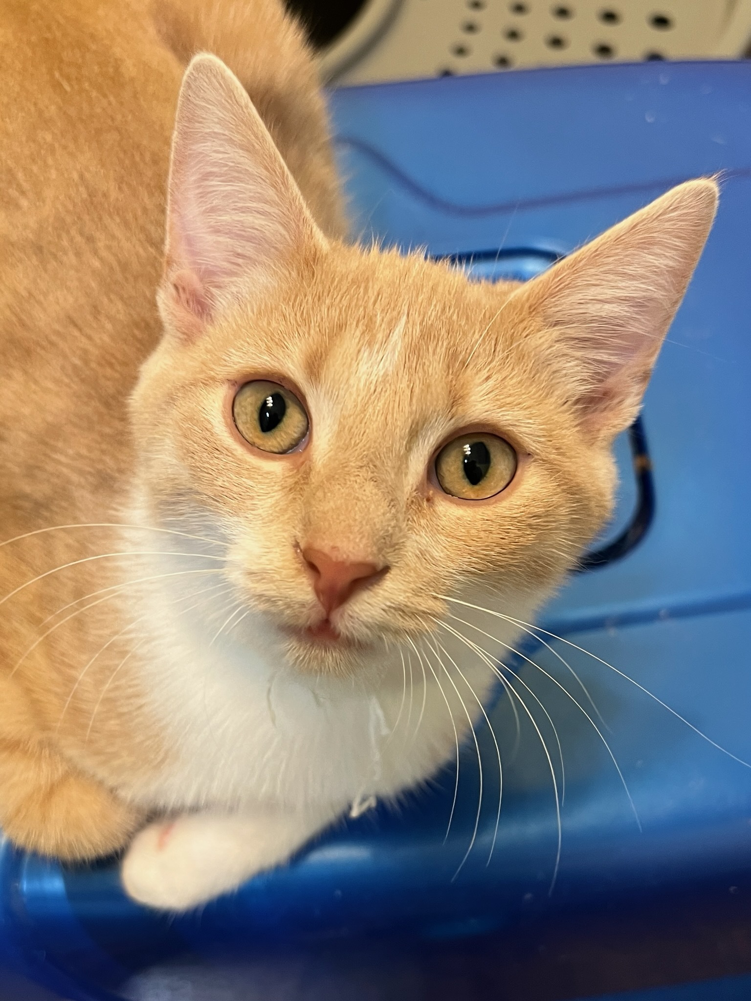Flamma, a Adoptable Domestic Short Hair in West Mifflin, PA image 3/3