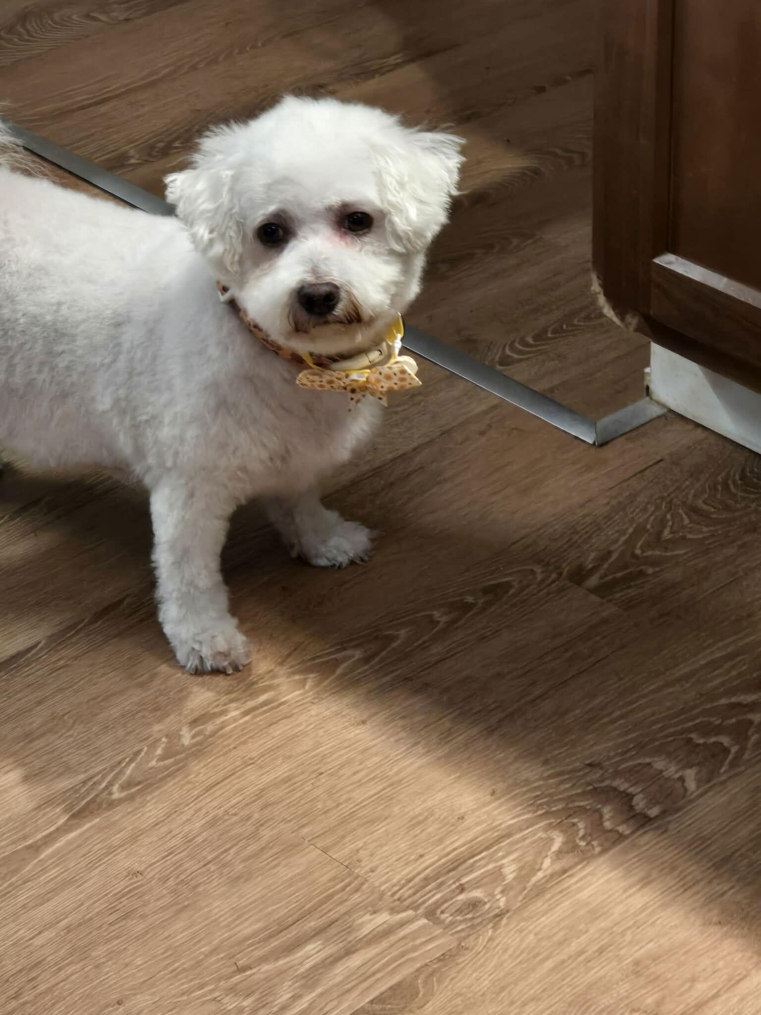 Mango, Adoptable, Young Female Bichon Frise.