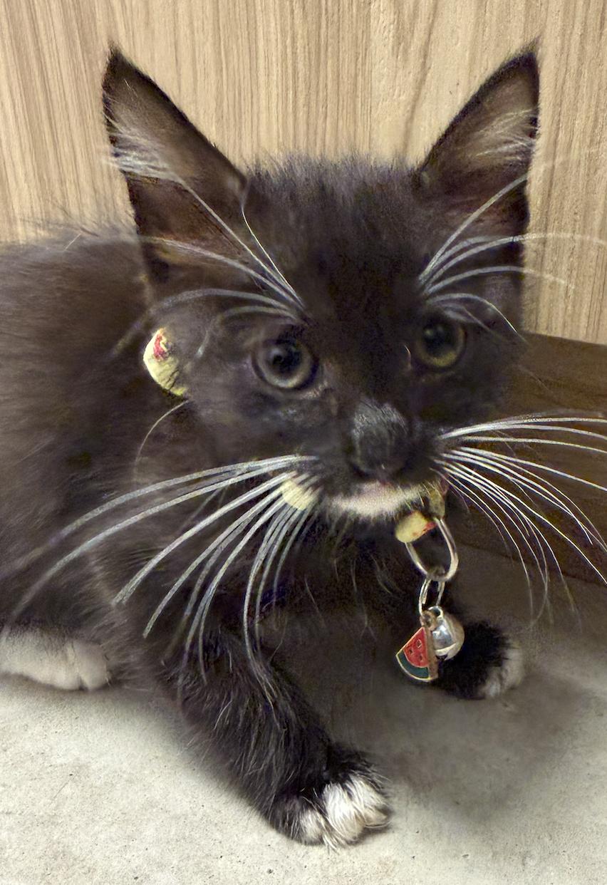 Enlarge ReRe, a Adoptable Domestic Short Hair in Round Rock, TX image 5/6