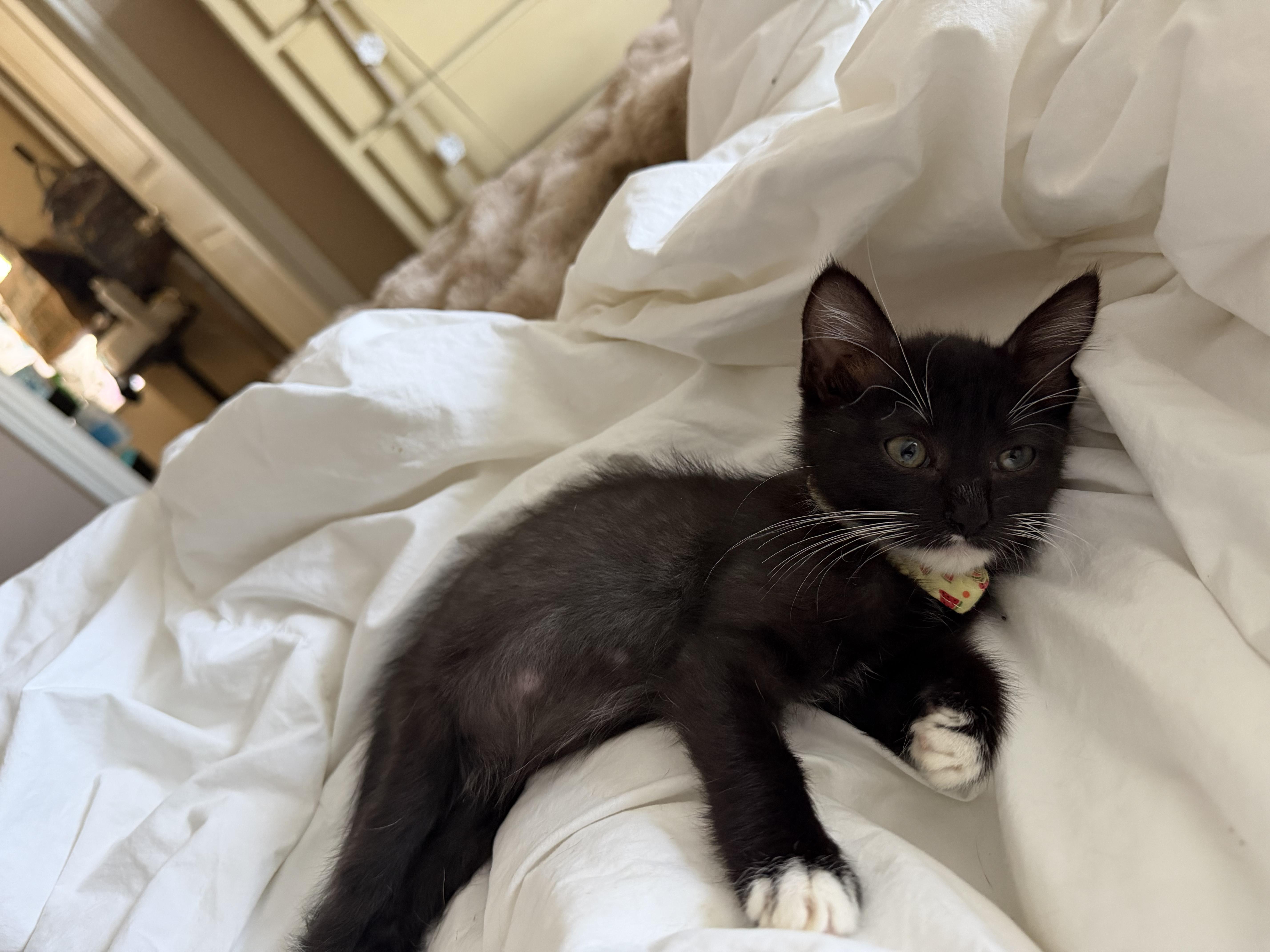 Enlarge ReRe, a Adoptable Domestic Short Hair in Round Rock, TX image 3/6