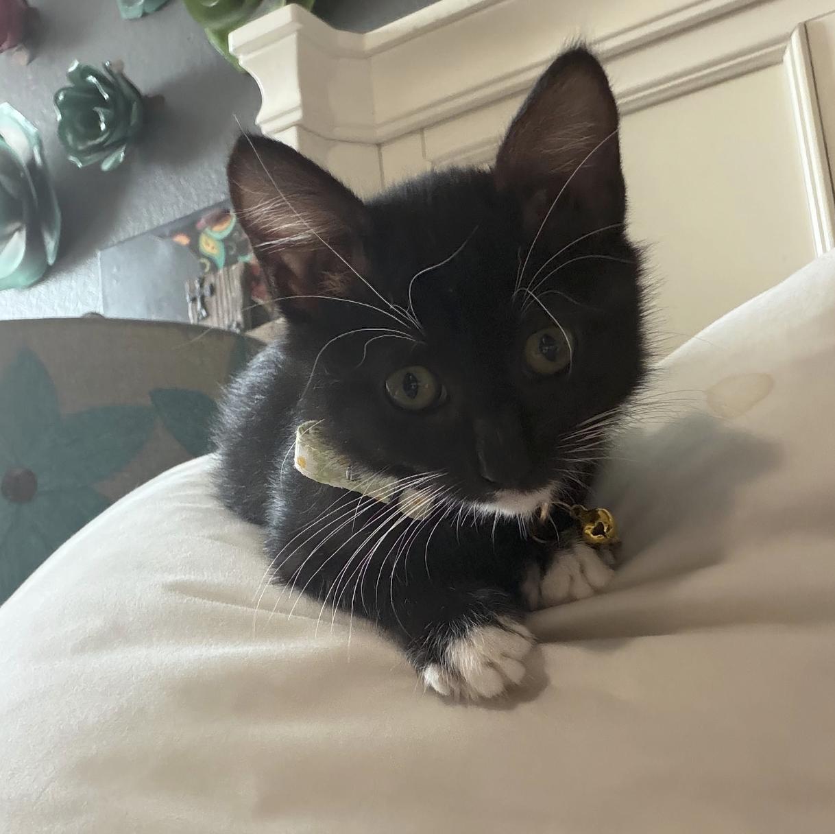 Enlarge ReRe, a Adoptable Domestic Short Hair in Round Rock, TX image 2/6
