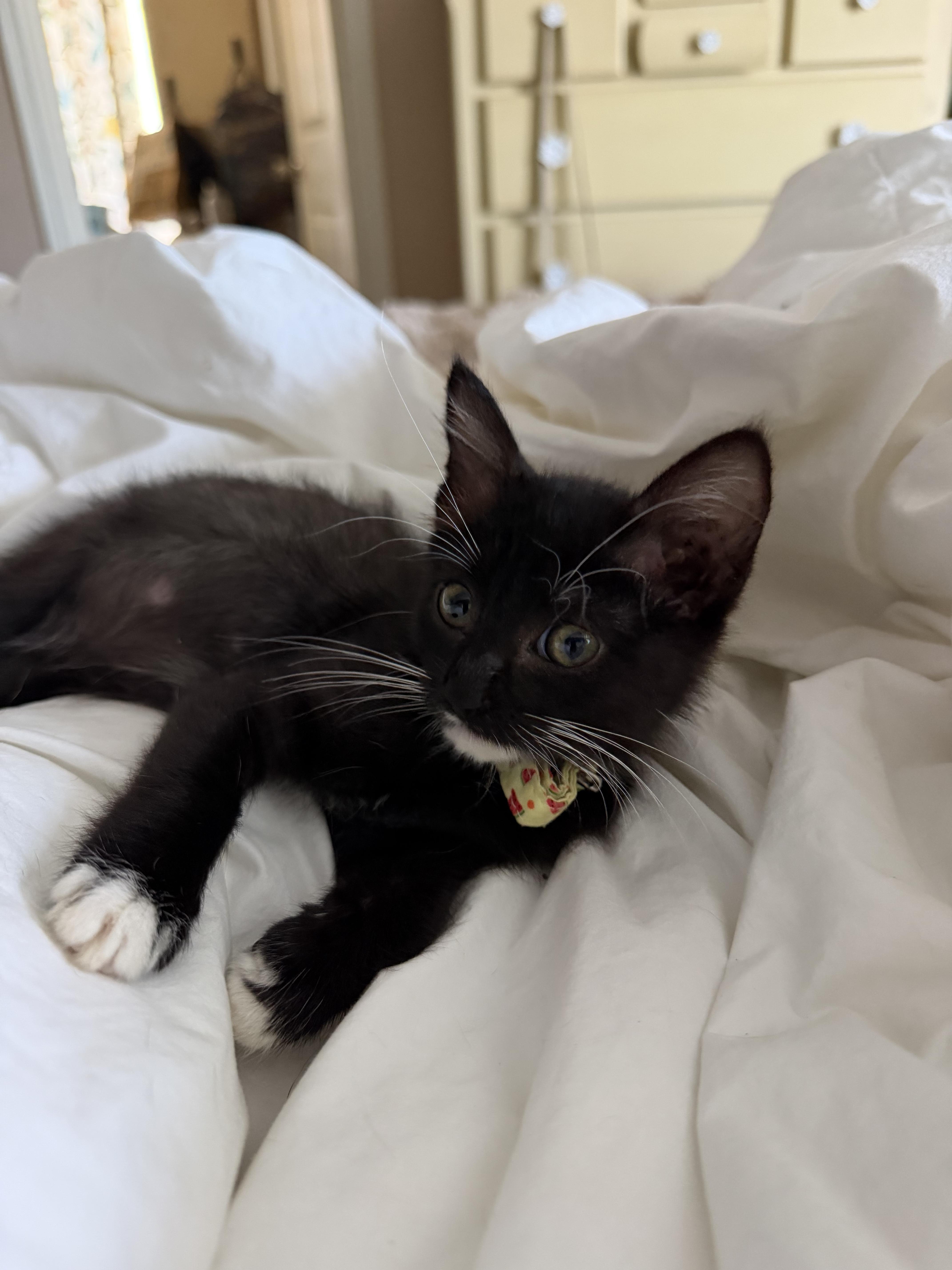 Enlarge ReRe, a Adoptable Domestic Short Hair in Round Rock, TX image 6/6